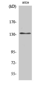 DNA Ligase I Polyclonal Antibody