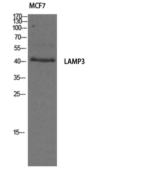 DC-LAMP Polyclonal Antibody