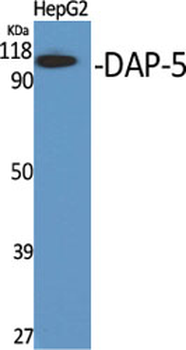 DAP-5 Polyclonal Antibody