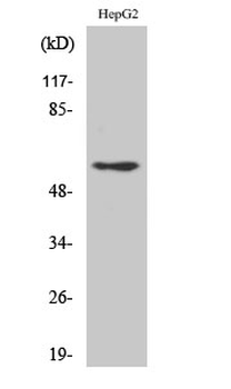 Dab1 Polyclonal Antibody