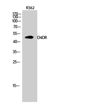 D4DR Polyclonal Antibody