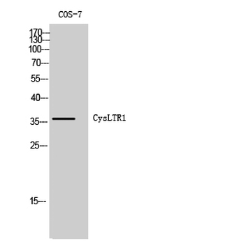CysLTR1 Polyclonal Antibody