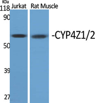 CYP4Z1/2 Polyclonal Antibody