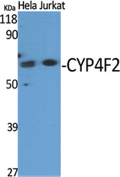 CYP4F2 Polyclonal Antibody