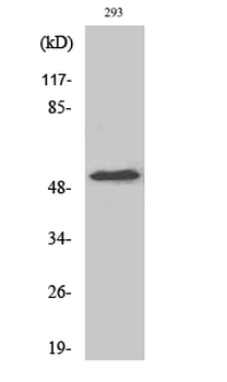 CYP39A1 Polyclonal Antibody