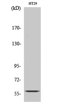 CYP2J2 Polyclonal Antibody