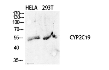 CYP2C19 Polyclonal Antibody