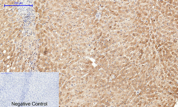Cyclin B1 Polyclonal Antibody