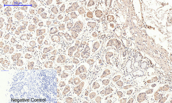 Cyclin B1 Polyclonal Antibody