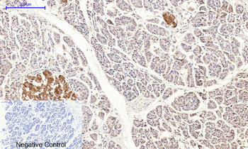 Cyclin B1 Polyclonal Antibody