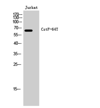 CstF-64T Polyclonal Antibody