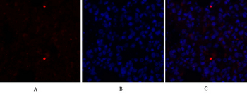 c-Src Polyclonal Antibody