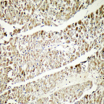 Crystallin-αB Polyclonal Antibody