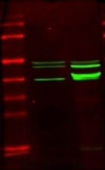 Creatine Kinase M Polyclonal Antibody