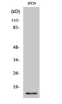 CRABP-II Polyclonal Antibody