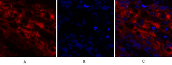 Cox-2 Polyclonal Antibody