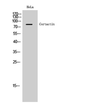 Cortactin Polyclonal Antibody