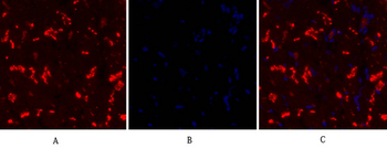 Connexin 43 Polyclonal Antibody