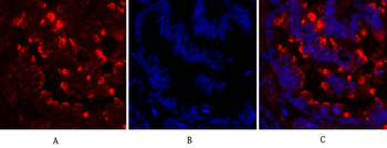 Connexin 43 Polyclonal Antibody