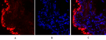 Connexin 43 Polyclonal Antibody