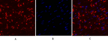 Connexin 43 Polyclonal Antibody