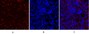 COL2A1 Polyclonal Antibody