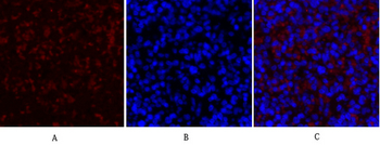 COL2A1 Polyclonal Antibody