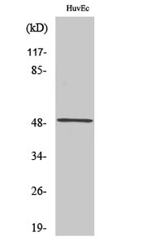 c-Maf Polyclonal Antibody