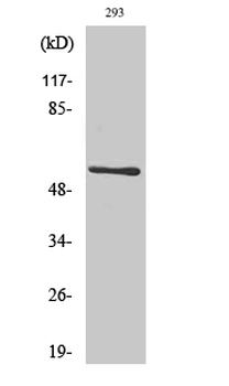 CLK1 Polyclonal Antibody