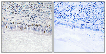 CLK1 Polyclonal Antibody