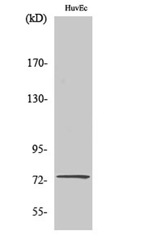 CLC-KA Polyclonal Antibody