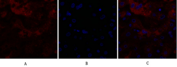Claudin-5 Polyclonal Antibody