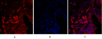 Claudin-5 Polyclonal Antibody
