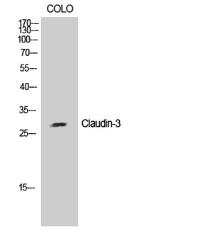 Claudin-3 Polyclonal Antibody