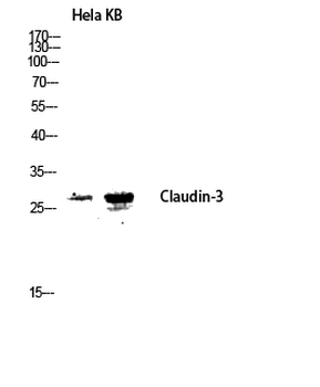 Claudin-3 Polyclonal Antibody