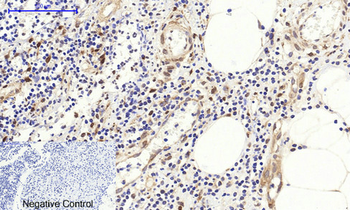 c-Fos Polyclonal Antibody