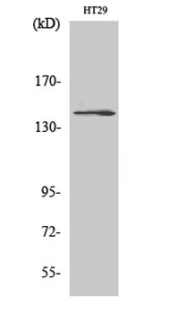 c-Fms Polyclonal Antibody