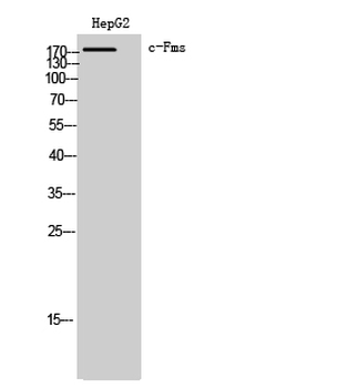 c-Fms Polyclonal Antibody