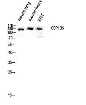 CEP135 Polyclonal Antibody
