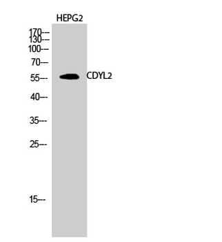 CDYL2 Polyclonal Antibody