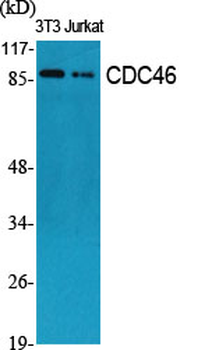 CDC46 Polyclonal Antibody