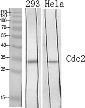 Cdc2 Polyclonal Antibody