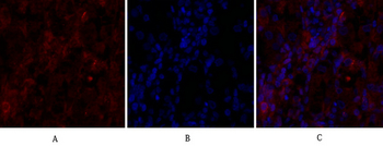 Cdc2 Polyclonal Antibody