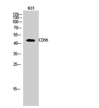 CD95 Polyclonal Antibody