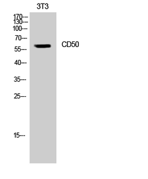 CD50 Polyclonal Antibody