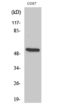 CD2BP2 Polyclonal Antibody