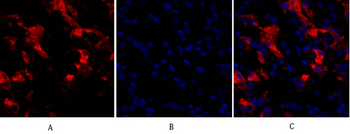 CD284 Polyclonal Antibody