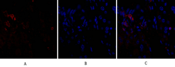 CD284 Polyclonal Antibody