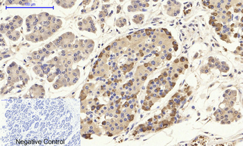 CD284 Polyclonal Antibody