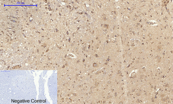 CD284 Polyclonal Antibody